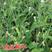 一点红羊蹄草种子叶下红背菜种籽盆栽阳台庭院四季种植