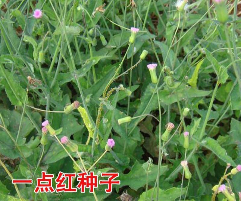 一点红羊蹄草种子叶下红背菜种籽盆栽阳台庭院四季种植