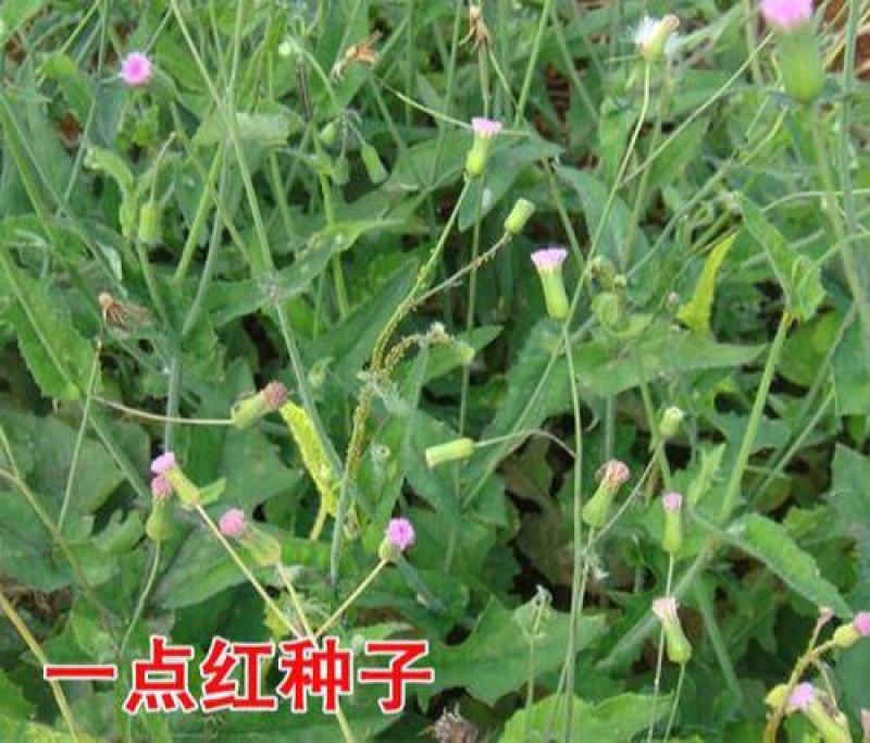 一点红羊蹄草种子叶下红背菜种籽盆栽阳台庭院四季种植