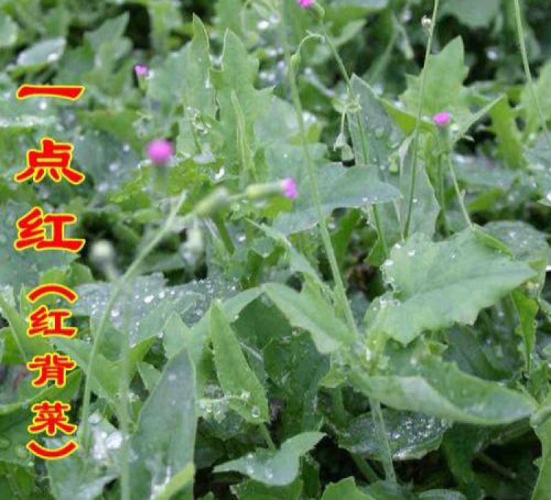 一点红羊蹄草种子叶下红背菜种籽盆栽阳台庭院四季种植