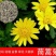 茼蒿菊种子木茼蒿多年生宿根花草种子木春菊种子景观花海