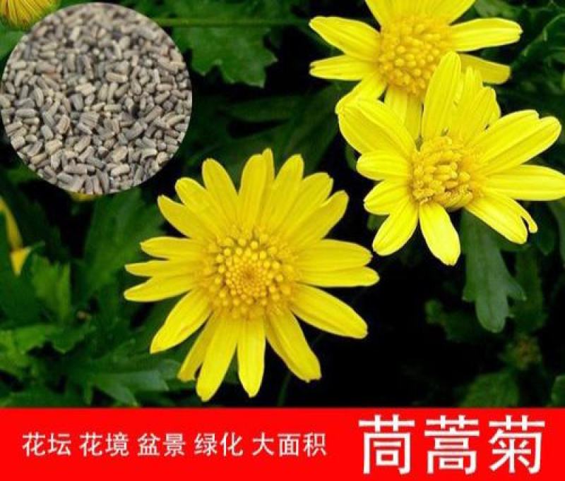 茼蒿菊种子木茼蒿多年生宿根花草种子木春菊种子景观花海