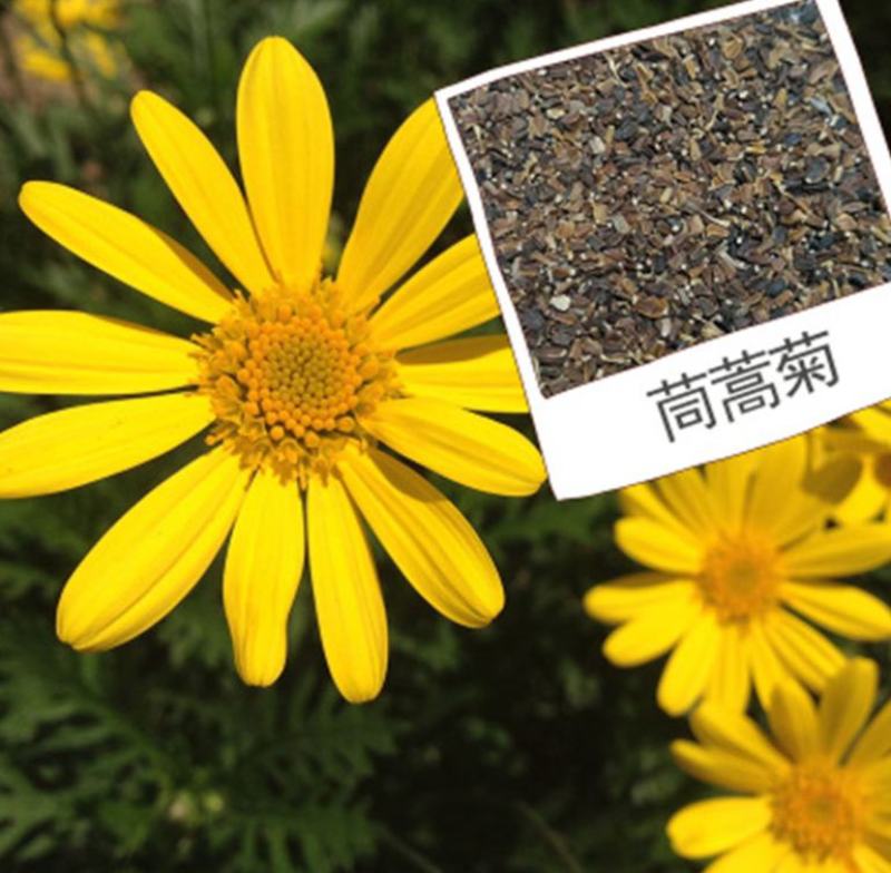 茼蒿菊种子木茼蒿多年生宿根花草种子木春菊种子景观花海
