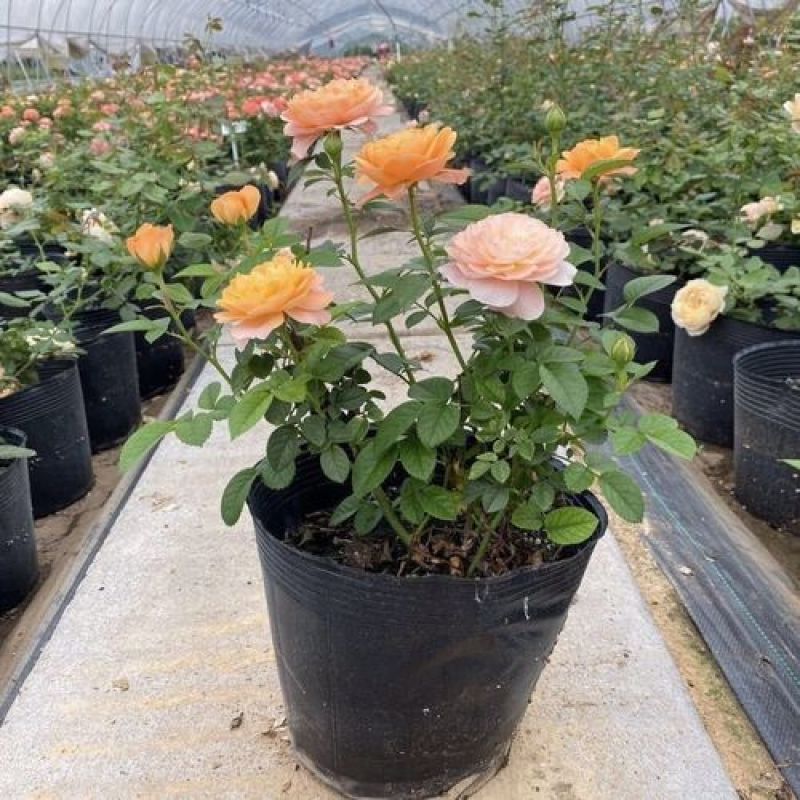 玫瑰花苗盆栽花苗老桩四季开花浓香型多色耐寒绿植