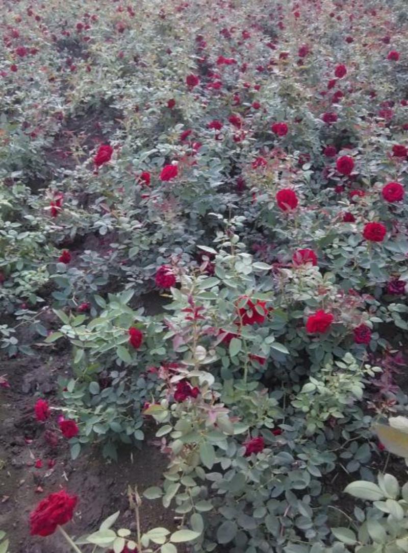 玫瑰花苗盆栽月季花苗老桩四季开花浓香型多色耐寒绿植