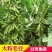 高产早熟大青豆种子毛豆冬天豆种子春播夏播青皮绿皮青豆种子