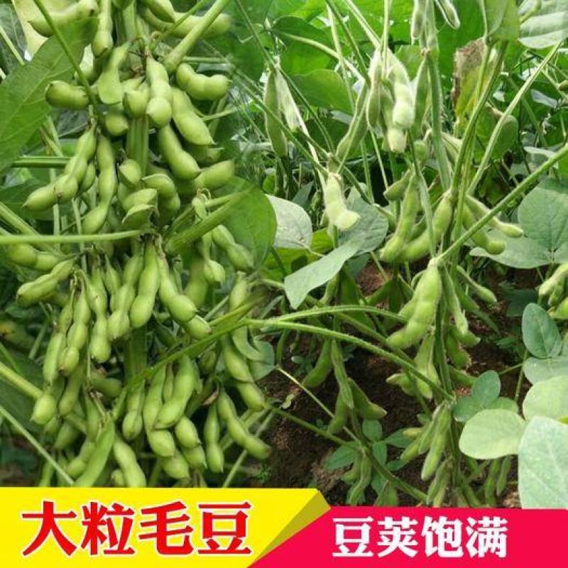 高产早熟大青豆种子毛豆冬天豆种子春播夏播青皮绿皮青豆种子