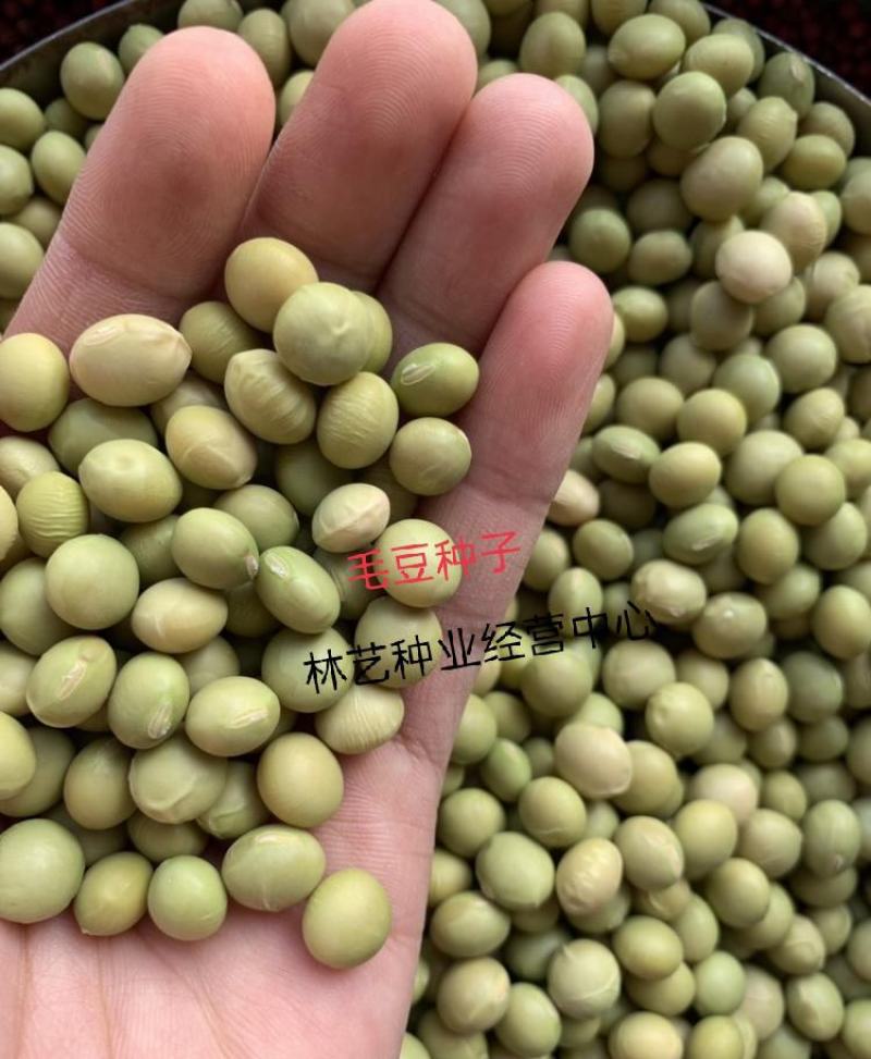 高产早熟大青豆种子毛豆冬天豆种子春播夏播青皮绿皮青豆种子