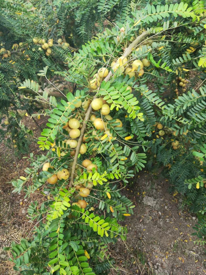 甜油甘季节到了普宁崩坎甜油甘欢迎批发订购