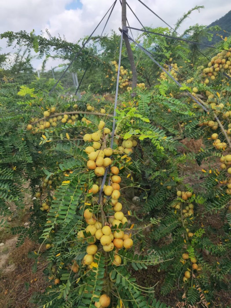 甜油甘季节到了普宁崩坎甜油甘欢迎批发订购