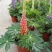 鲁冰花盆栽带花阳台庭院花苗室外耐寒植物多年生草本花卉