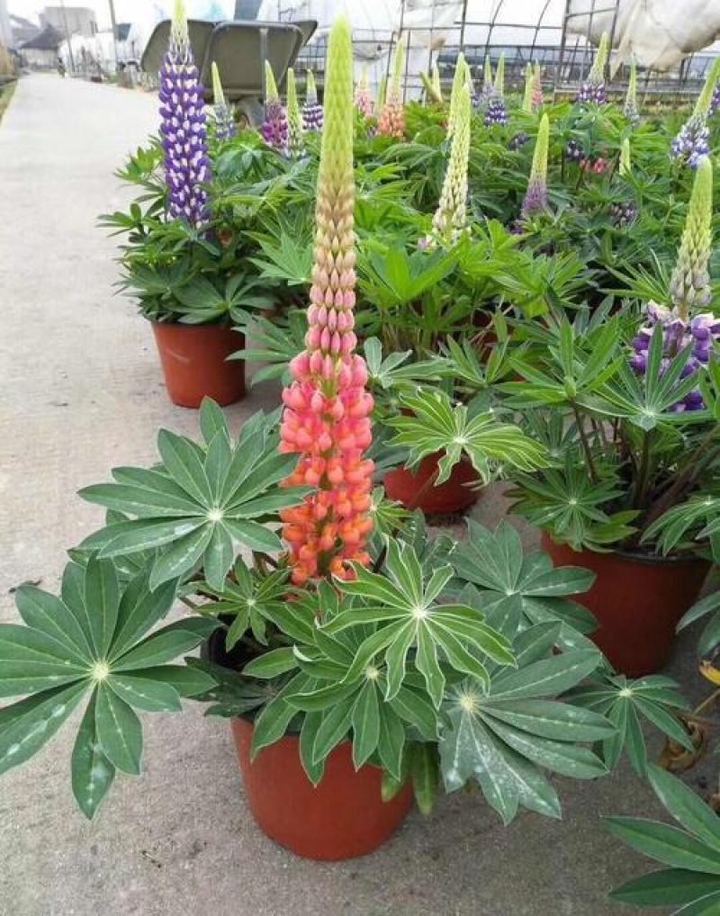 鲁冰花盆栽带花阳台庭院花苗室外耐寒植物多年生草本花卉