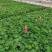 鲁冰花盆栽带花阳台庭院花苗室外耐寒植物多年生草本花卉