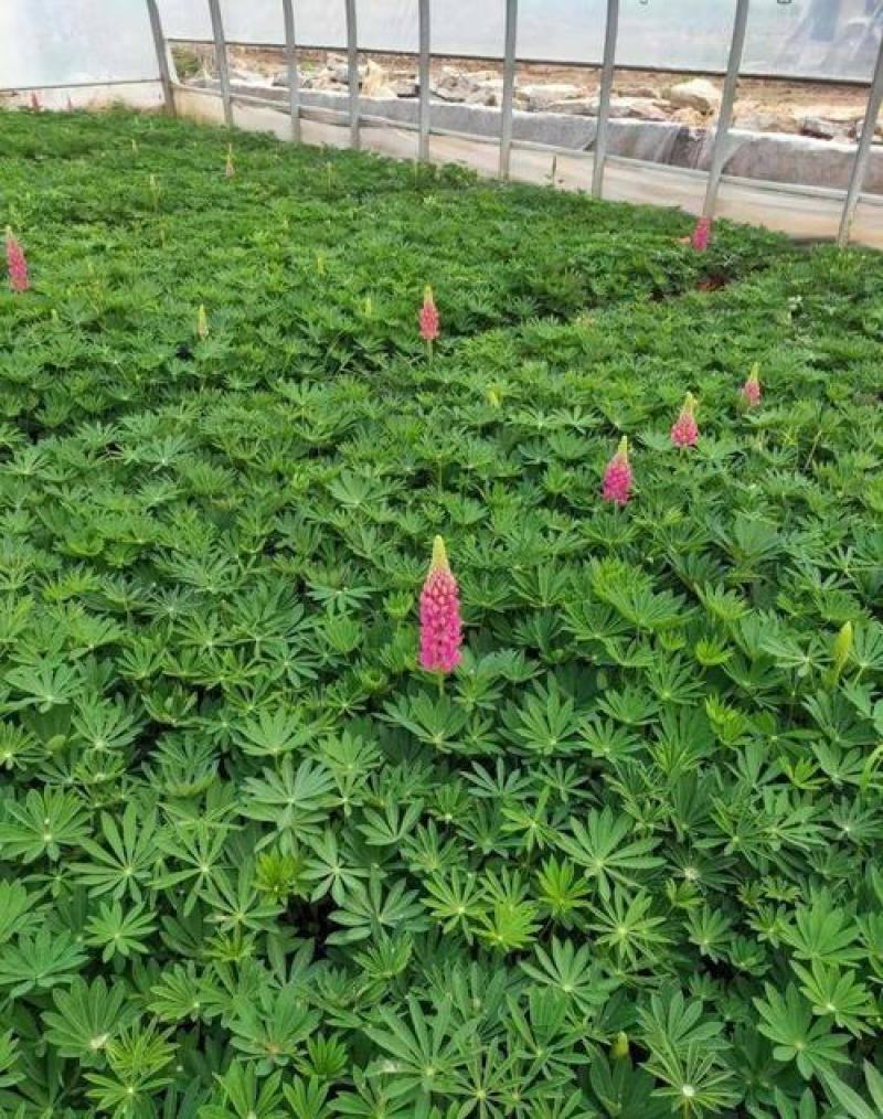 鲁冰花盆栽带花阳台庭院花苗室外耐寒植物多年生草本花卉
