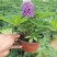 鲁冰花盆栽带花阳台庭院花苗室外耐寒植物多年生草本花卉
