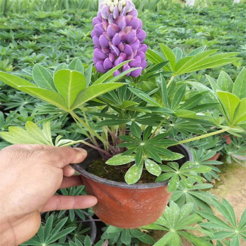 鲁冰花盆栽带花阳台庭院花苗室外耐寒植物多年生草本花卉