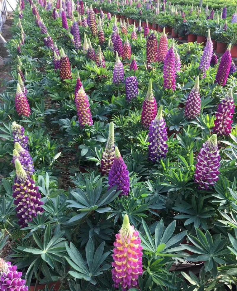 鲁冰花盆栽带花阳台庭院花苗室外耐寒植物多年生草本花卉