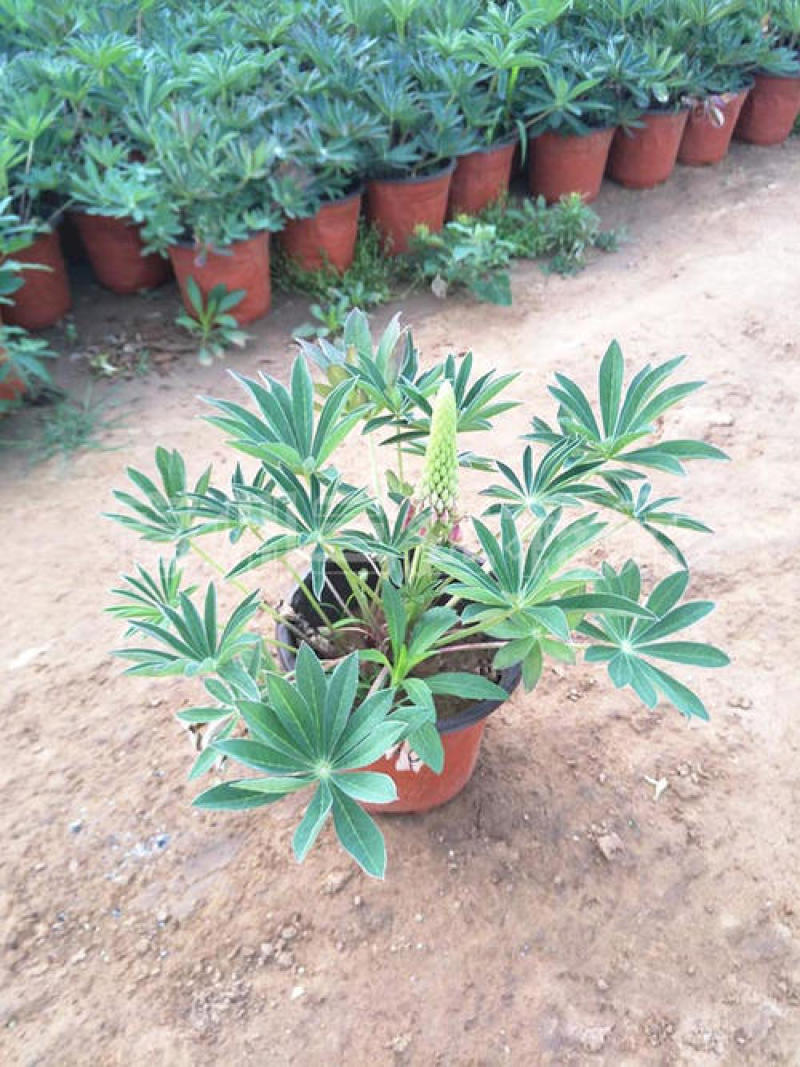 鲁冰花盆栽带花阳台庭院花苗室外耐寒植物多年生草本花卉