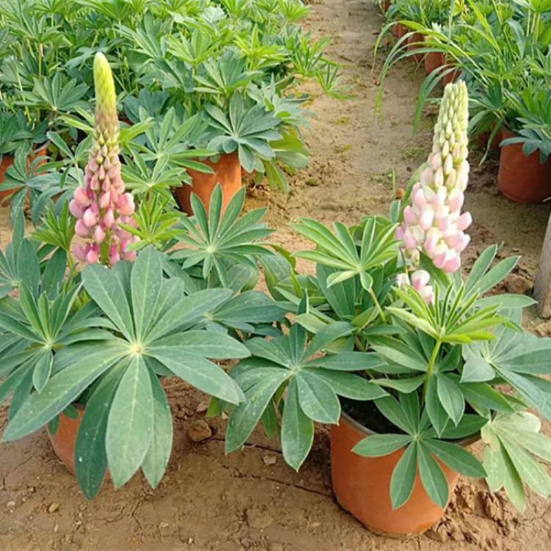 鲁冰花盆栽带花阳台庭院花苗室外耐寒植物多年生草本花卉