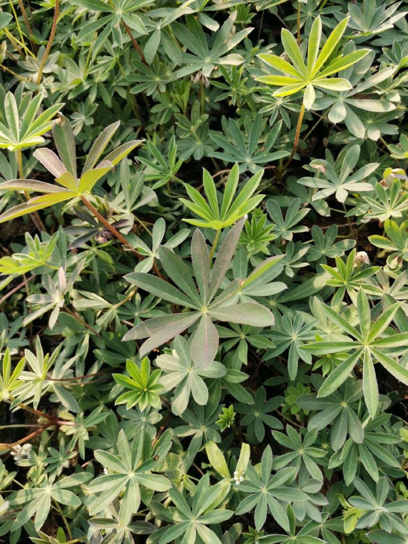 鲁冰花盆栽带花阳台庭院花苗室外耐寒植物多年生草本花卉