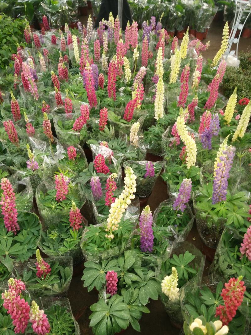 鲁冰花盆栽带花阳台庭院花苗室外耐寒植物多年生草本花卉