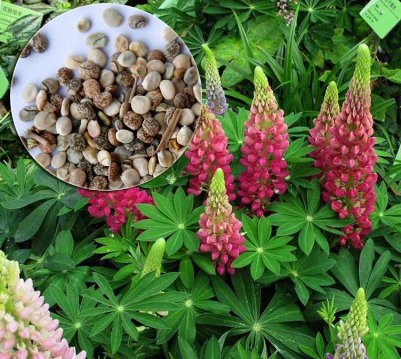 鲁冰花种子庭院阳台盆栽花卉植物种孑四季易播易活花籽开花