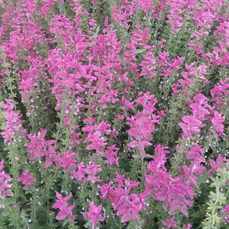蓝花鼠尾草种子庭院阳台盆栽花卉花籽多年生花籽