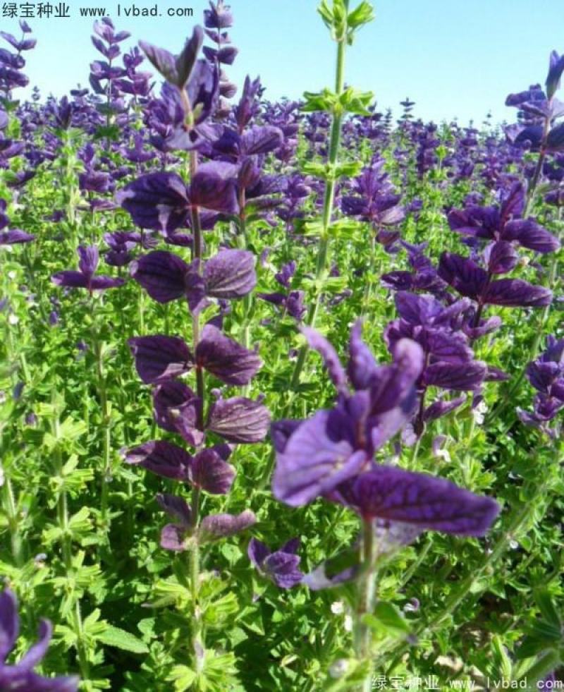 蓝花鼠尾草种子庭院阳台盆栽花卉花籽多年生花籽