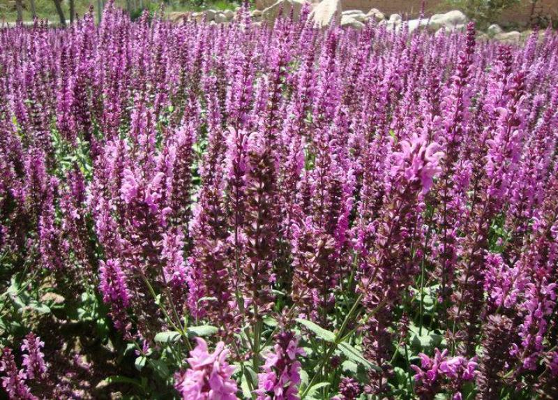 蓝花鼠尾草种子庭院阳台盆栽花卉花籽多年生花籽