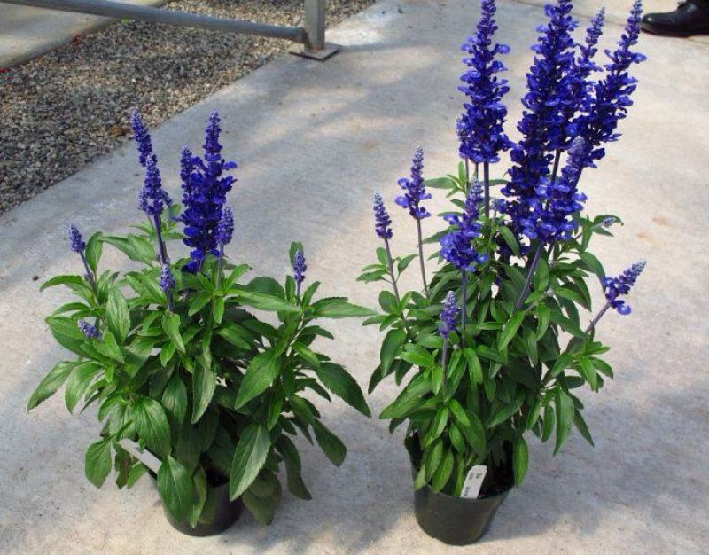 蓝花鼠尾草种子庭院阳台盆栽花卉花籽多年生花籽