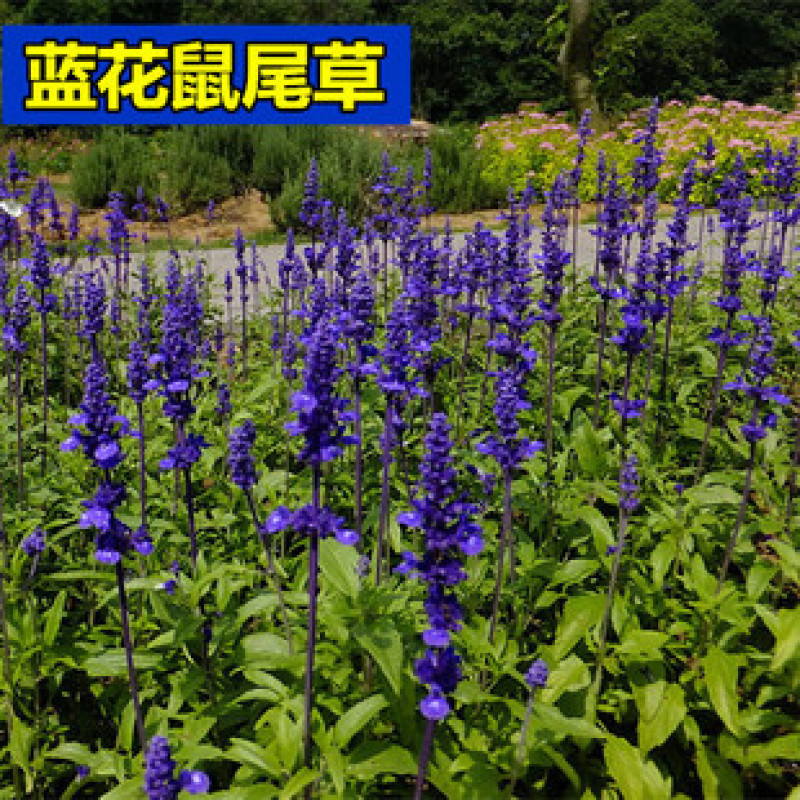 蓝花鼠尾草种子庭院阳台盆栽花卉花籽多年生花籽