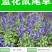 蓝花鼠尾草种子庭院阳台盆栽花卉花籽多年生花籽