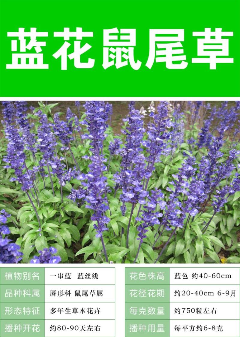 蓝花鼠尾草种子庭院阳台盆栽花卉花籽多年生花籽