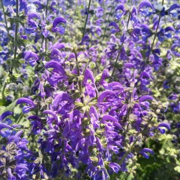 蓝花鼠尾草种子庭院阳台盆栽花卉花籽多年生花籽