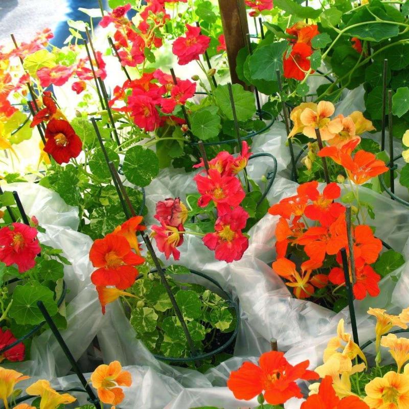 旱金莲盆栽旱荷花金莲花室内阳台开花花卉观花植物