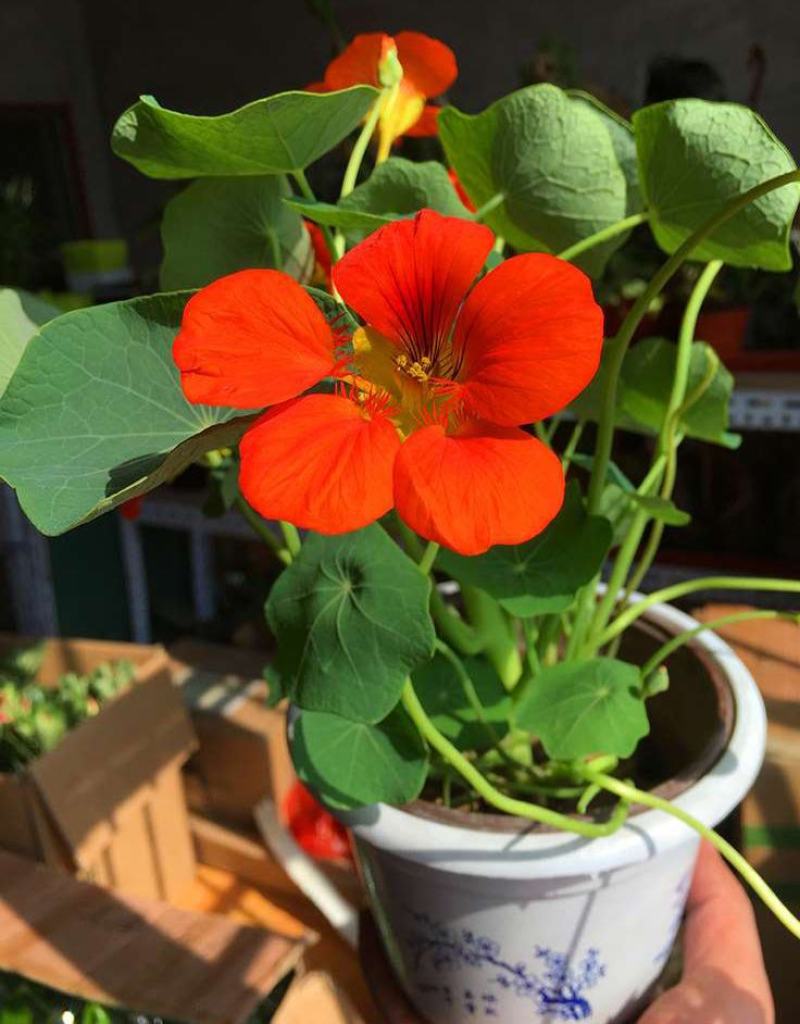 旱金莲盆栽旱荷花金莲花室内阳台开花花卉观花植物