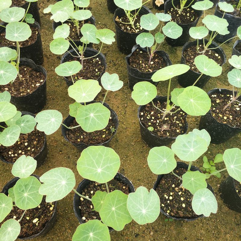 旱金莲盆栽旱荷花金莲花室内阳台开花花卉观花植物