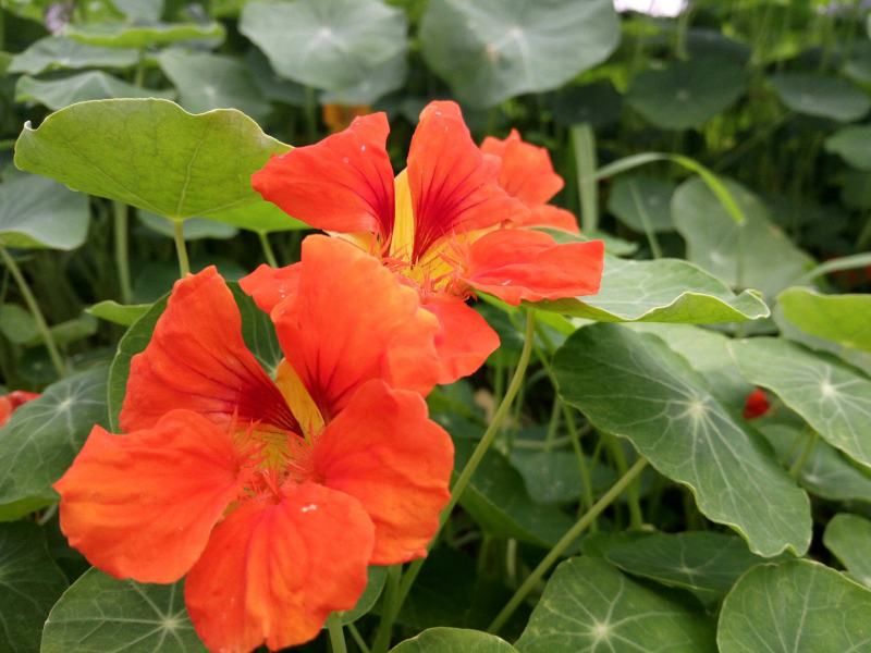 旱金莲盆栽旱荷花金莲花室内阳台开花花卉观花植物