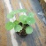 旱金莲盆栽旱荷花金莲花室内阳台开花花卉观花植物