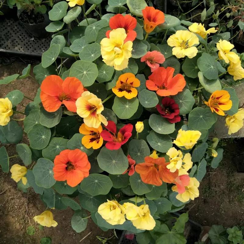 旱金莲盆栽旱荷花金莲花室内阳台开花花卉观花植物