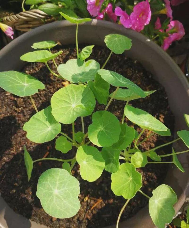 旱金莲盆栽旱荷花金莲花室内阳台开花花卉观花植物