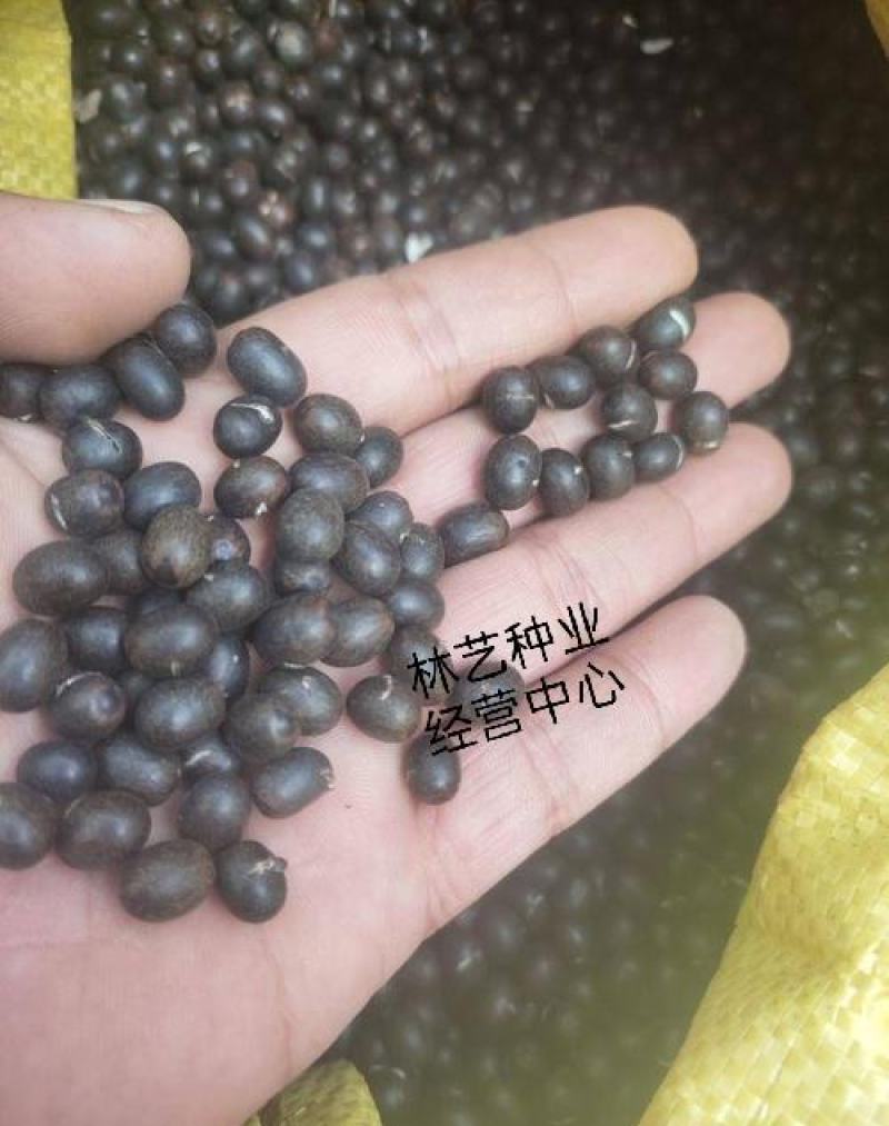 进口美人蕉种子四季秋播室内阳台盆栽易种多年生花卉种子