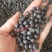 进口美人蕉种子四季秋播室内阳台盆栽易种多年生花卉种子