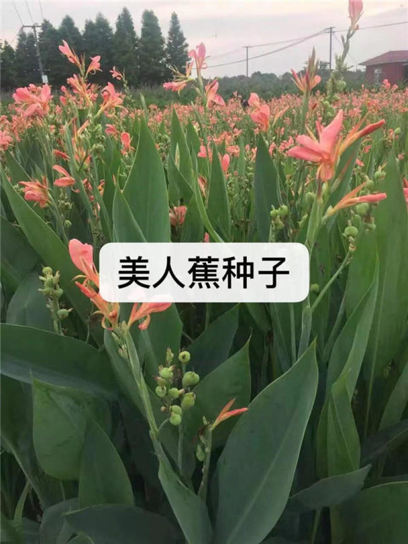 进口美人蕉种子四季秋播室内阳台盆栽易种多年生花卉种子