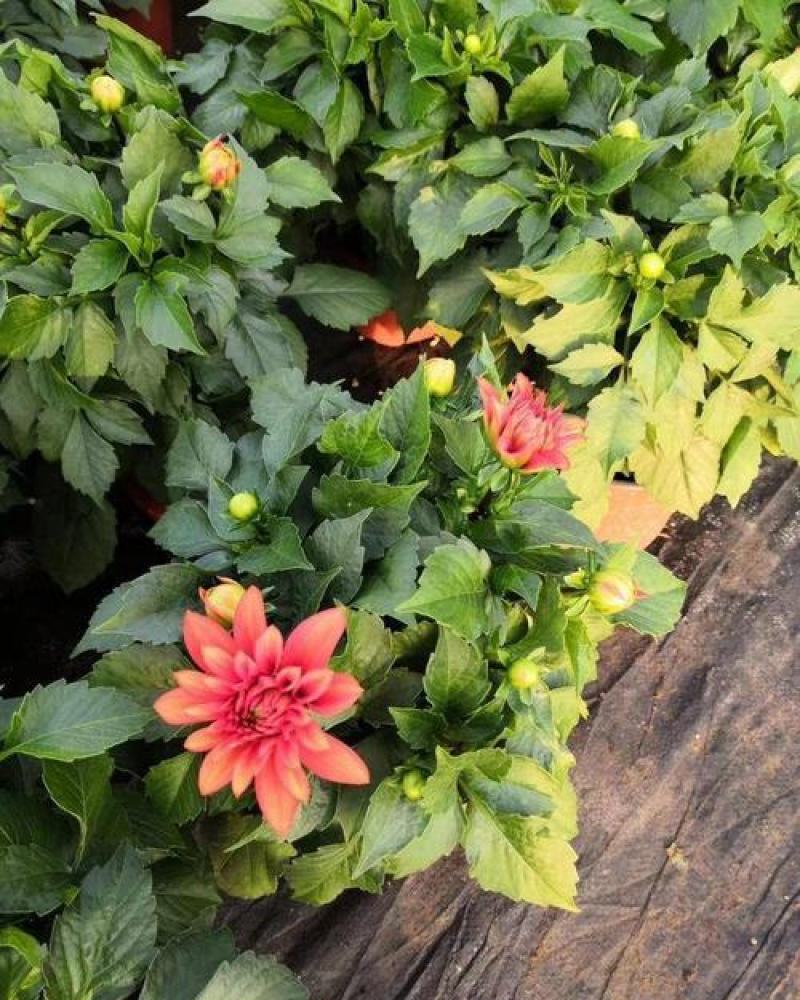 小丽花种子混色春季播种多年生大丽花种绿化庭院阳台花卉盆栽