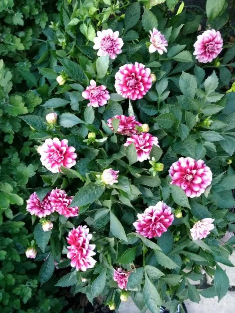 小丽花种子混色春季播种多年生大丽花种绿化庭院阳台花卉盆栽