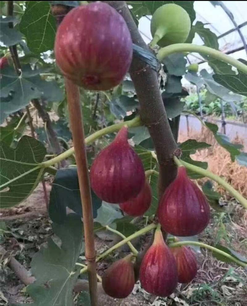 无花果种子四季庭院播种蜜果奶浆果文仙果树苗果树种子籽