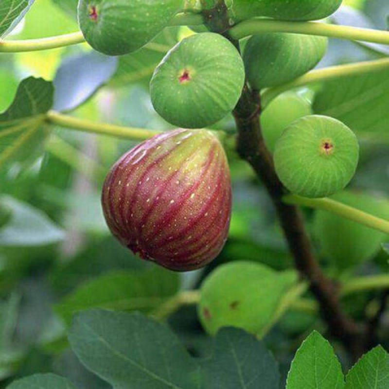 无花果种子四季庭院播种蜜果奶浆果文仙果树苗果树种子籽