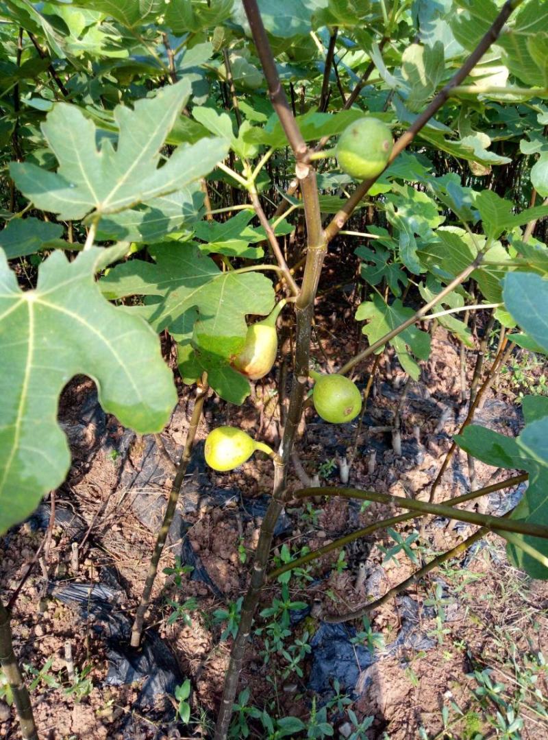 无花果种子四季庭院播种蜜果奶浆果文仙果树苗果树种子籽