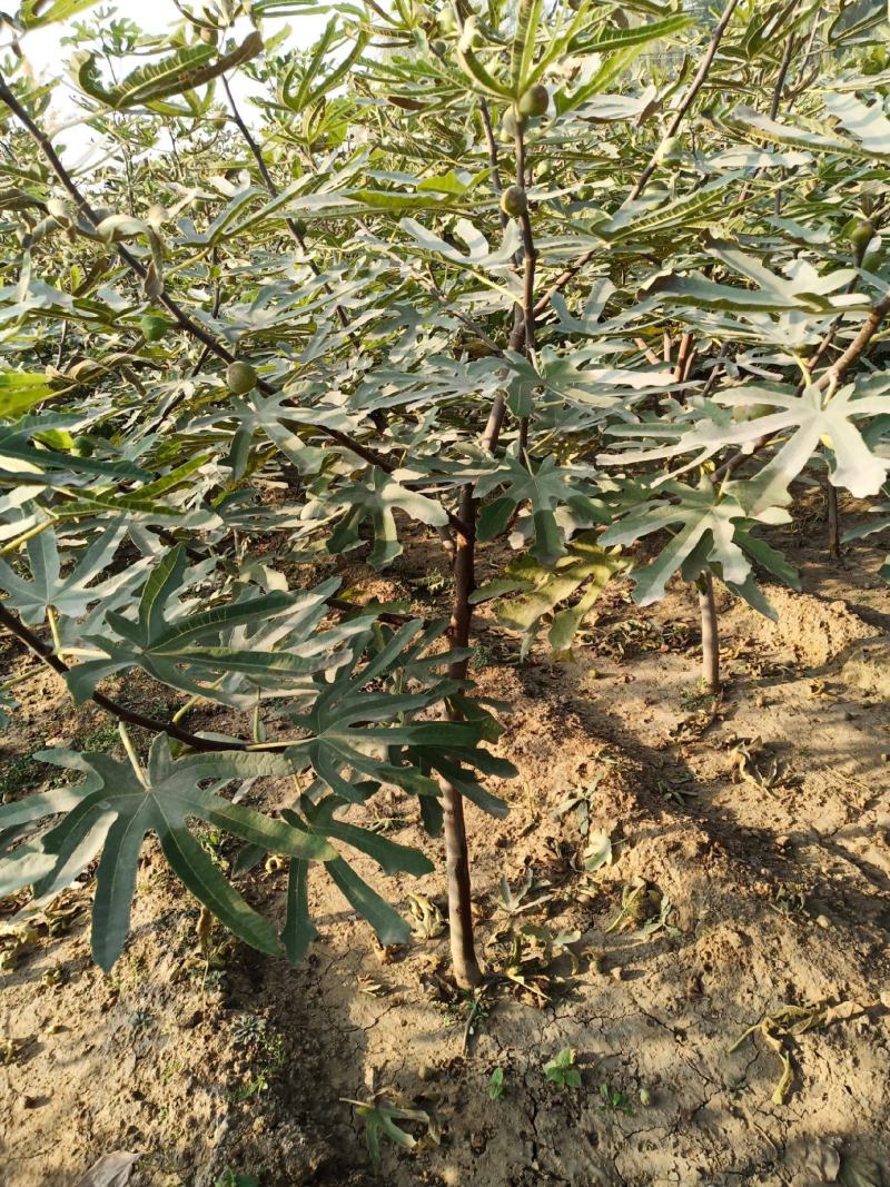 无花果种子四季庭院播种蜜果奶浆果文仙果树苗果树种子籽
